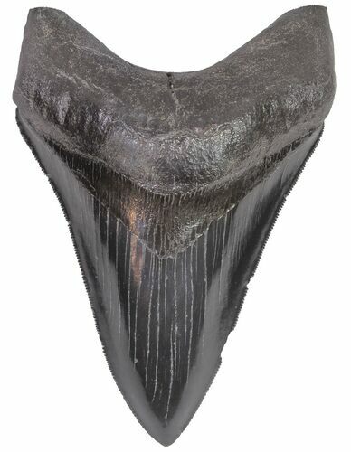 Serrated, Fossil Megalodon Tooth - Pyrite Root #66197